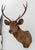 Tan Javan Rusa Deer Trophy For Sale - Image 8 of 11