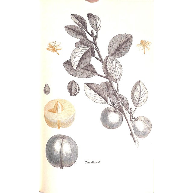 White "American Cookery" Book 1963 Simmons, Amelia For Sale - Image 8 of 8