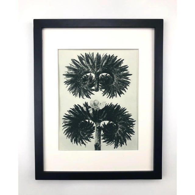1920s Framed Antique Photogravure Blossfeldt Botanical Print - No. 90 For Sale - Image 5 of 5