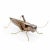 Grasshopper Sculpture by Mambo Unlimited Ideas For Sale - Image 15 of 15