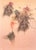 After Bruno Bruni, Delle Primavera, Print For Sale - Image 4 of 4