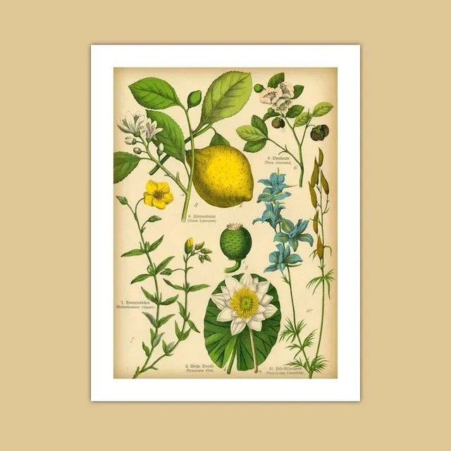 Realism Antique 'Lemon Botanical' Archival Print For Sale - Image 3 of 4