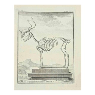 Madeline Rousselet, The Skeleton, Etching, 1771 For Sale