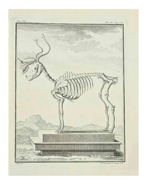 Madeline Rousselet, The Skeleton, Etching, 1771