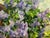 1970s Oil Painting Lilac Near the House Dziuban Ivan Feodosievich For Sale - Image 9 of 12