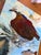 2020s “Dinner Coming” an Osprey Painting by LWren Walraven For Sale - Image 5 of 10