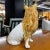 Italian Ceramic Hand Painted Collie Dog Figurine Sculpture 17.5 Tall For Sale - Image 6 of 7