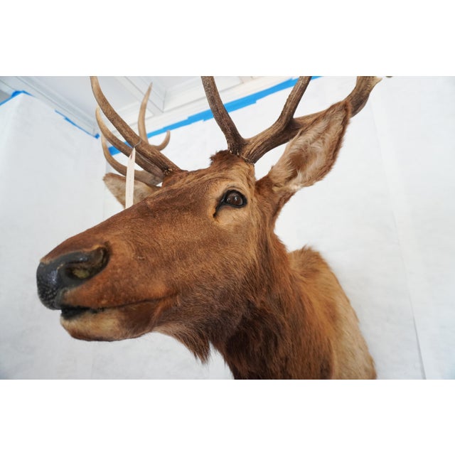 2000 - 2009 Elk Trophy Head & Shoulder Mount For Sale - Image 5 of 17