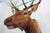 2000 - 2009 Elk Trophy Head & Shoulder Mount For Sale - Image 5 of 17