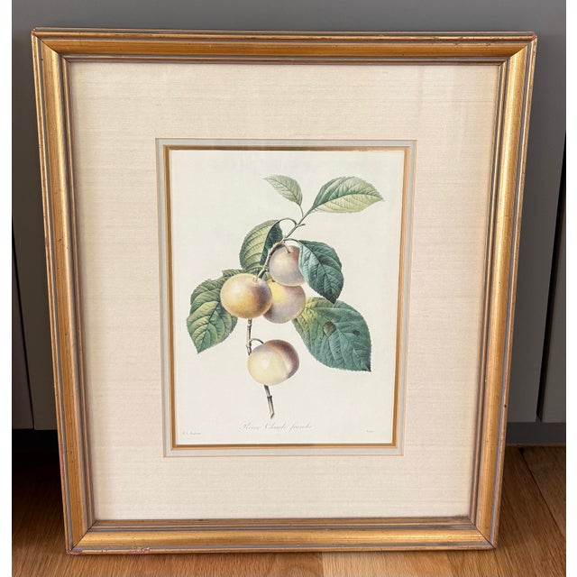 Illustration Pair of Vintage Framed Botanical Fruit Prints by Pierre-Joseph Redoute For Sale - Image 3 of 12
