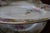 1920s Hass & Czjzek Crown Imperial Czech Porcelain Plates, Set of 11 For Sale - Image 12 of 18