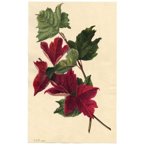 An original 1830 watercolour painting, E.B.R., Red Maple Leaf Study.A superb large botanical watercolour dating from 1830....
