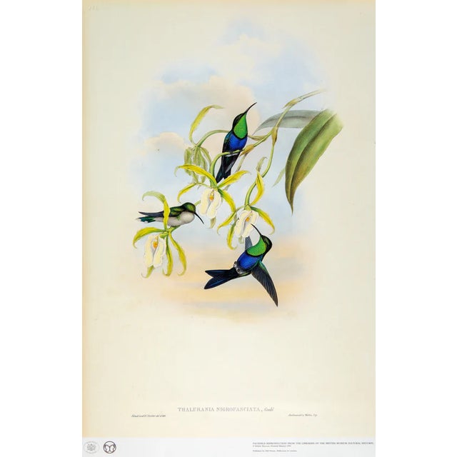 1990s Framed Prints, Set of 4, Swallow-Tail, Refulgent Wood Nymph, Black-Banded Wood Nymph, Blue-Crowned Wood Nymph Hummingbird Hill House Editions For Sale - Image 9 of 17
