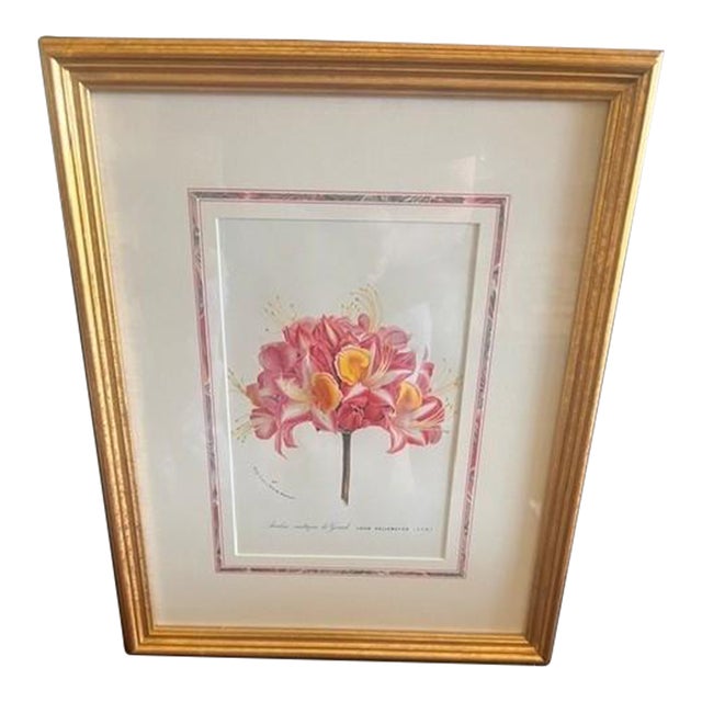 Mid 19th Century Botanical Print - Azalea For Sale