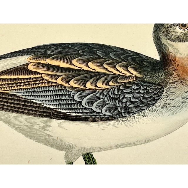 Antique Bird Print From England Showcasing a Red Necked Phalarope - Circa 1880 For Sale - Image 4 of 8