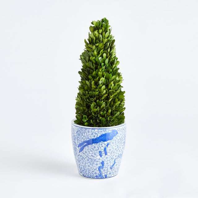 Kenneth Ludwig Chicago Boxwood Cone Topiary Drop-In 16" For Sale - Image 4 of 5