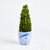 Kenneth Ludwig Chicago Boxwood Cone Topiary Drop-In 16" For Sale - Image 4 of 5