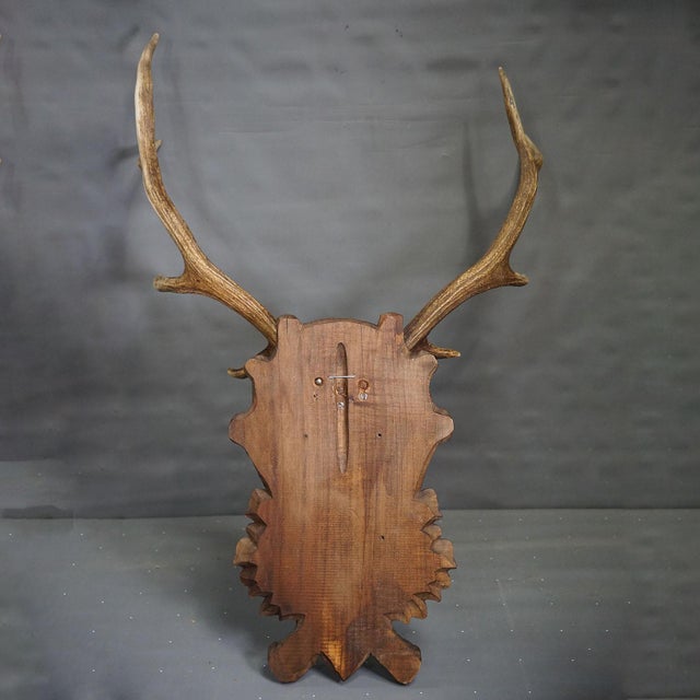 Large Black Forest Deer Trophy on Carved Plaque - Germany Circa 1900 For Sale - Image 6 of 8