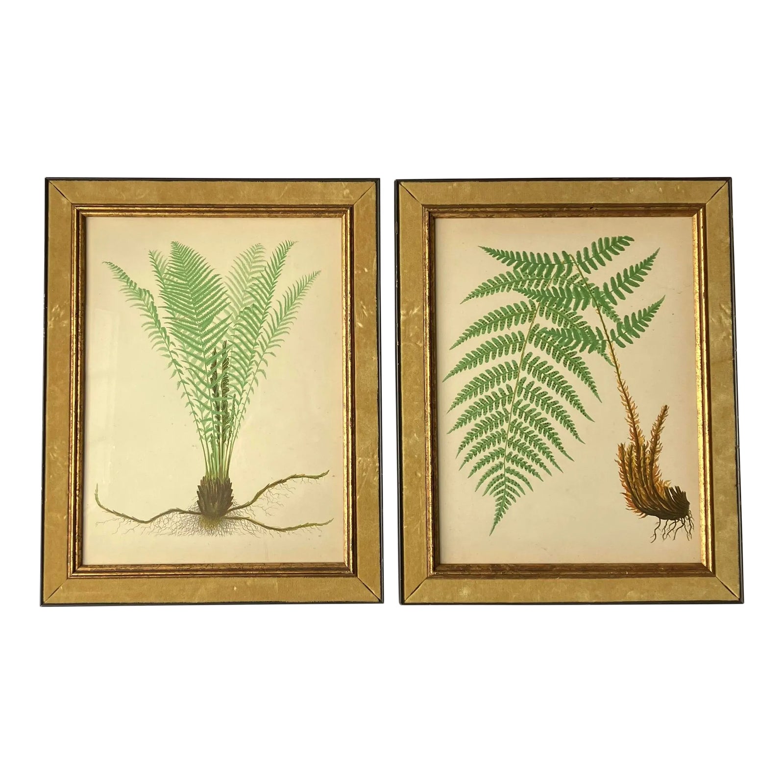 1950’s 2 Vintage Wood-Fern & Ostrich Fern Prints Original Velvet & Wood ...