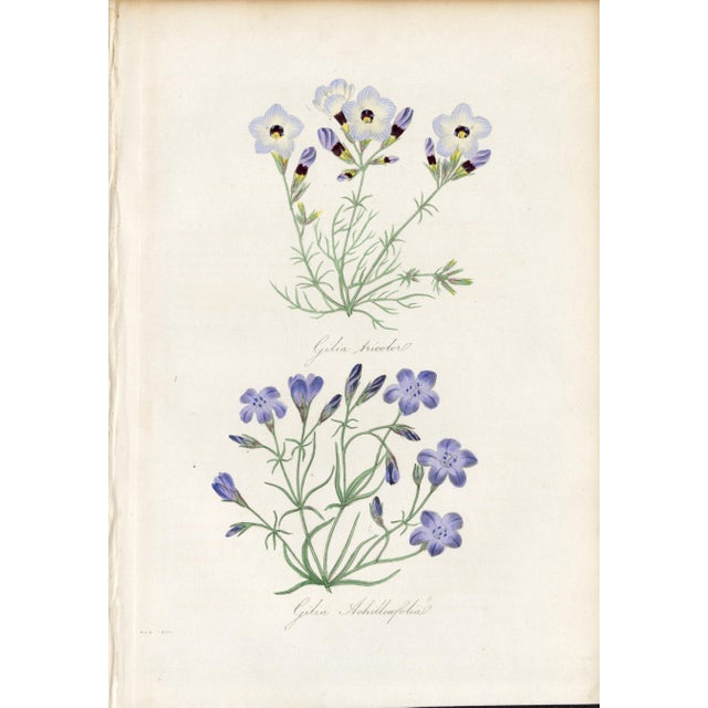 Off-white Collection of Sixteen Hand-Colored Botanical Prints by Sir Joseph Paxton, England, Circa 1850 For Sale - Image 8 of 17
