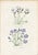 Off-white Collection of Sixteen Hand-Colored Botanical Prints by Sir Joseph Paxton, England, Circa 1850 For Sale - Image 8 of 17