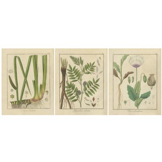 Botanical Illustrations, 1819, Paper, Set of 3 For Sale