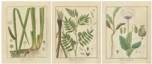 Botanical Illustrations, 1819, Paper, Set of 3