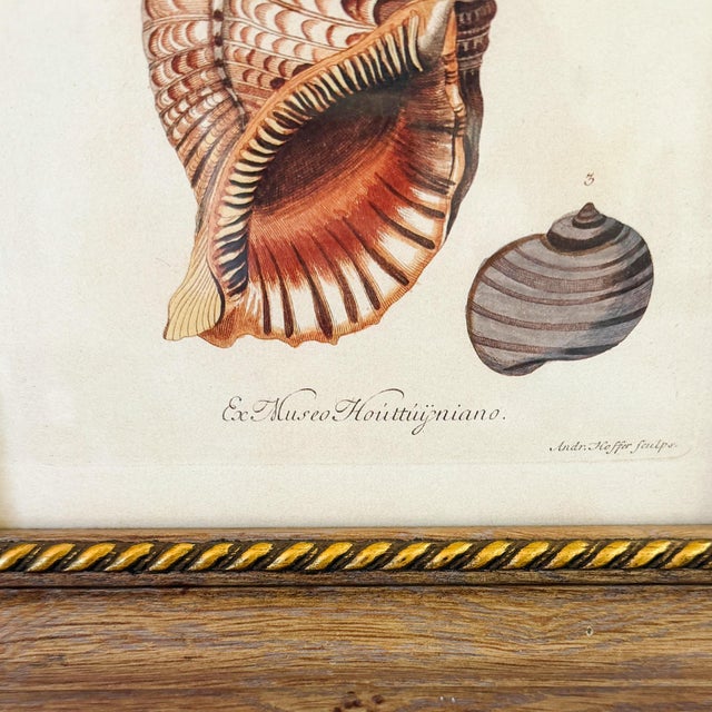 Framed Seashell Engraving Prints - Conchology Engravings After Georg Wolfgang Knorr, Set of 4 For Sale - Image 12 of 15