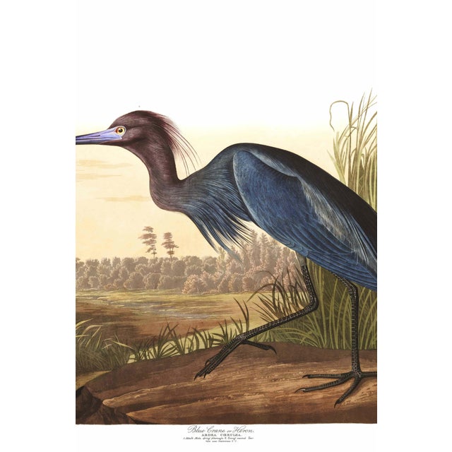 Illustration Blue Crane or Heron, 1827 – John James Audubon Vintage Bird Art Print, 40" X 26" For Sale - Image 3 of 12