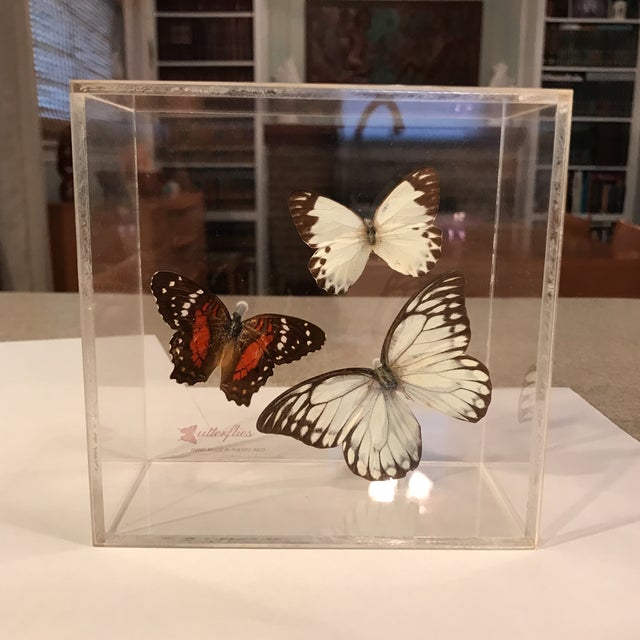 Vintage Butterfly Specimen in Lucite Display Case Chairish