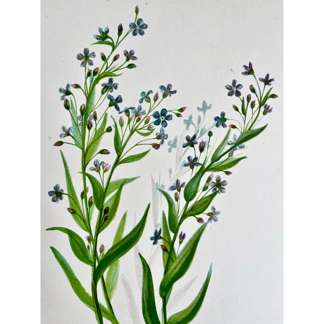 Antique Botanical Forget Me Not Flowers C. 1900 For Sale - Image 4 of 5