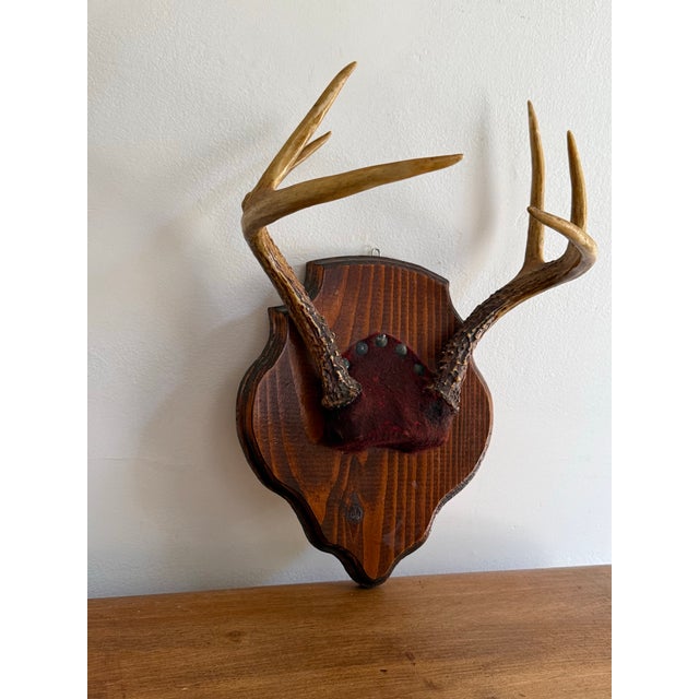 Cabin Vintage Mounted 6 Point Deer Antlers For Sale - Image 3 of 7