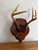 Cabin Vintage Mounted 6 Point Deer Antlers For Sale - Image 3 of 7