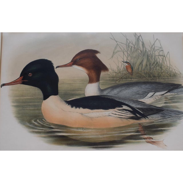Traditional Hand-Colored C1862 Lithograph Pl. 315 Goosander From John Gould's "The Birds of Great Britain" For Sale - Image 3 of 6