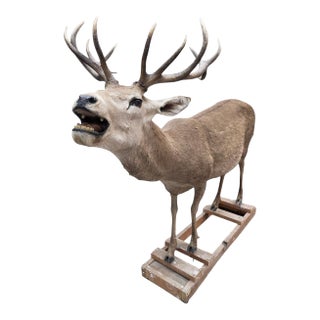 Antique 12-Point Whitetail Deer Full Body Mount For Sale