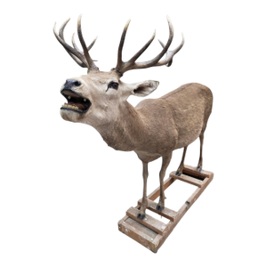 Antique 12-Point Whitetail Deer Full Body Mount