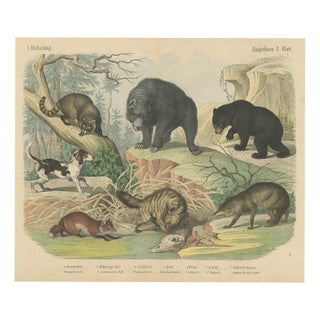 Antique Grizzly and Black Bear Print with Wolf and Fox and Raccoon, 1890 For Sale