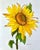 Giclee Print of This Watercolor Painting “Golden Sunflower” For Sale