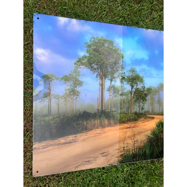 Old Florida; Highlands Hammock Park, Sebring Florida Photo Print, Pines and Palmetto. Four by Three Feet in Plastic For Sale - Image 11 of 18