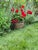 Cast stone Neoclassical garden planter from the 1990s, featuring an elegant flared shape that is wider at the top,...