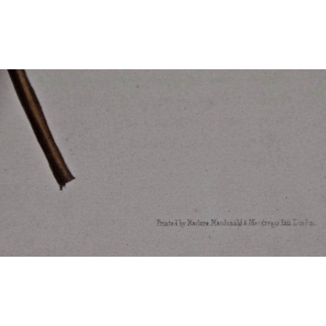 Early 19th Century Yellow Trumpet Flowers: Hand-Colore Botanical Engraving by Joseph Paxton , 1834 For Sale - Image 5 of 6