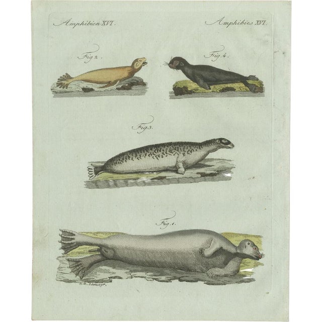 Bertuch, Four Seals, 1800, Engraving For Sale - Image 10 of 10