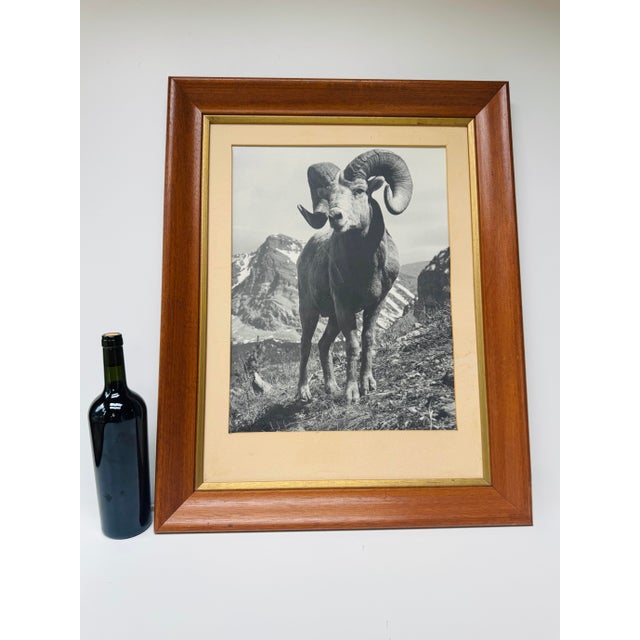 Slate Gray Vintage Bighorn Ram Wildlife Photograph Framed Black & White Mountain Photo For Sale - Image 8 of 11