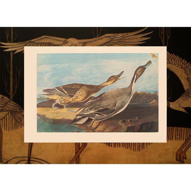 1966 Pin-Tail Ducks and Butterfly After Audubon, XL Cottage Print For Sale - Image 9 of 10