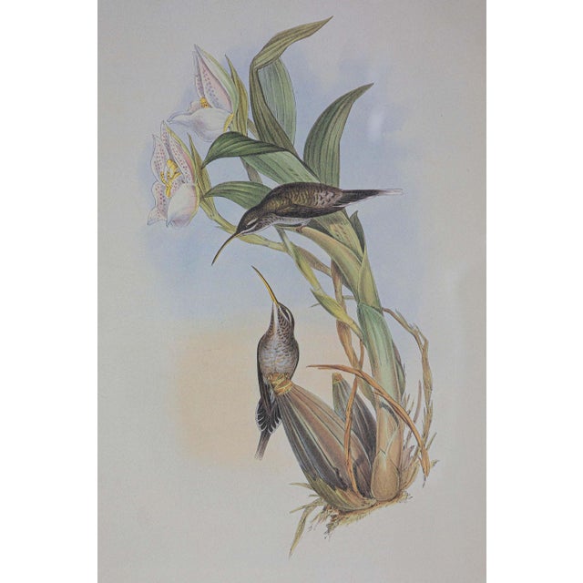 Victorian 19th Century Bird Print - One of 24 For Sale - Image 3 of 5