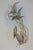 Victorian 19th Century Bird Print - One of 24 For Sale - Image 3 of 5