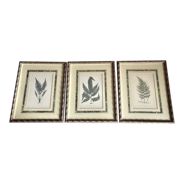 Custom Framed Antique Fern Prints-Set of 3 For Sale