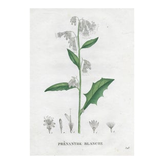 1828 French Botanical Engraving by Jean Henri Jaume Saint-Hilaire For Sale