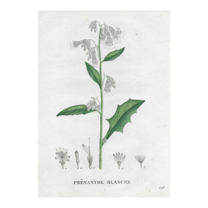 1828 French Botanical Engraving by Jean Henri Jaume Saint-Hilaire
