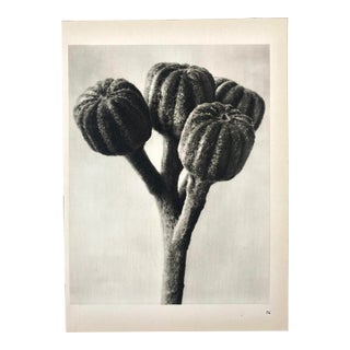 1940s Botanical Blossfeldt Print - No. 74 For Sale